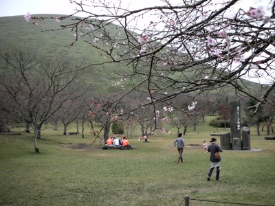 2009年10月17日 大室山の「十月桜」が可憐な花を開き始めました