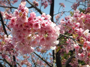 3月　第31回伊豆高原桜まつり（伊豆高原駅付近の大寒桜が満開）