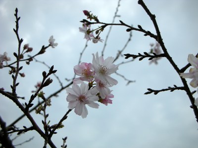 2009年10月17日 大室山の「十月桜」が可憐な花を開き始めました