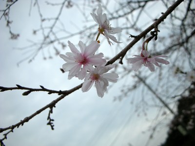 2009年10月17日 大室山の「十月桜」が可憐な花を開き始めました