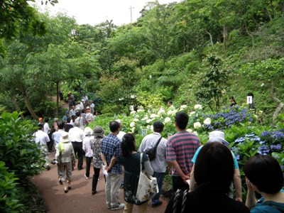 伊豆海洋公園　あじさい苑