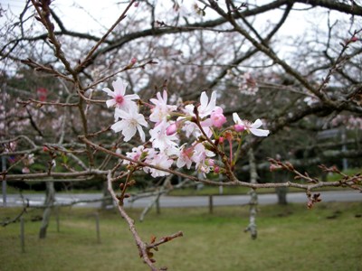 2009年10月17日 大室山の「十月桜」が可憐な花を開き始めました