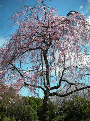 20090326 伊豆高原 桜の開花状況（枝垂れ）