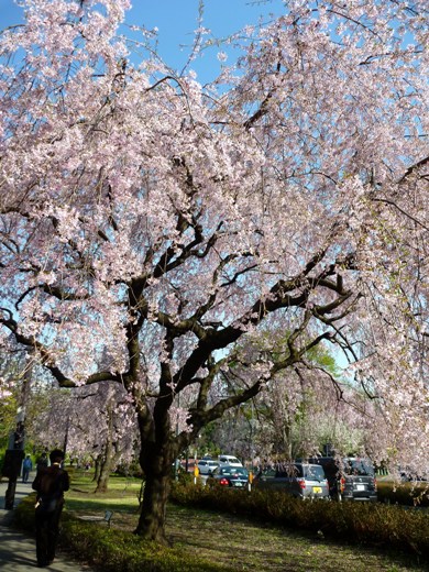 2011年4月13日 北の丸公園