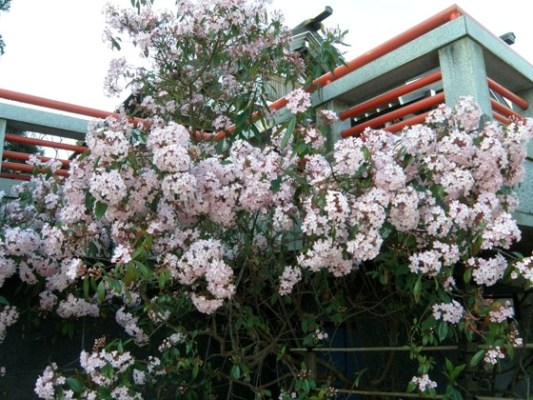 観光スポット 神祇大社で におい桜 が満開 伊豆高原で小さな宿を営むオーナーの地元情報 楽天ブログ