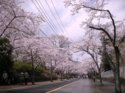 20090406 伊豆高原 桜の開花状況（並木；満開）　空もきれいですね