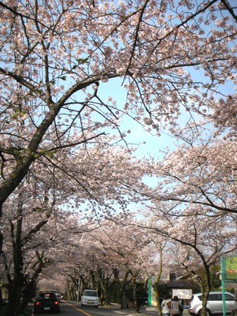 2010年4月6日 伊豆高原の桜並木は3キロ続くソメイヨシノが満開に