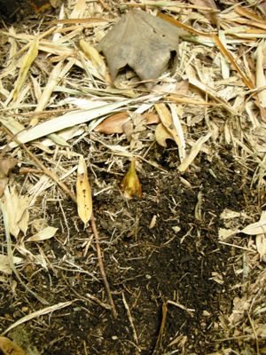 20090418 竹の子掘り (見つけた！地面から出た竹の子の先端)