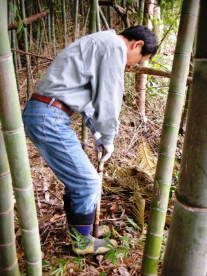 20090418 竹の子掘り (必死に竹の子を掘るぼけじー)