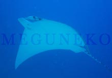 オルネイトイーグルレイ