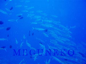 ゲロンアウトサイド