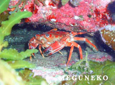 越前ダイビング