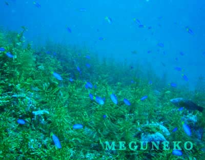 越前ダイビング