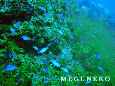 越前ダイビング