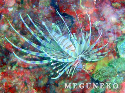 越前ダイビング