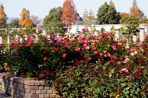 荒牧バラ公園の秋