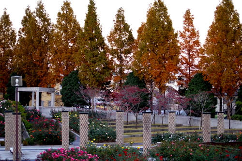 荒牧薔薇公園の秋