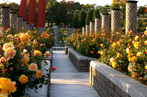 荒牧薔薇公園の秋