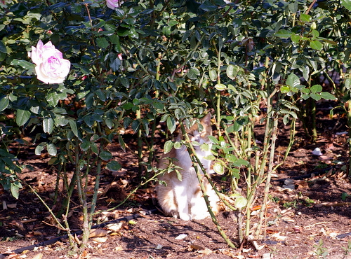 荒牧薔薇公園の秋