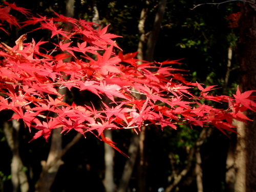 秋の万博記念公園