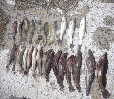 福島県 波立海岸 浜釣り Welcome To Ikura Blog 今日の一言 楽天ブログ