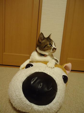 DSC02855.JPG