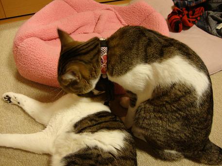 DSC06785.JPG