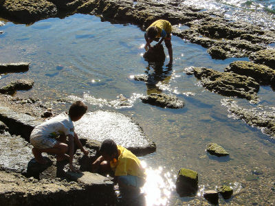 貝？魚採り？？.jpg