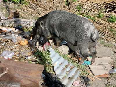 イノシシ？？.jpg
