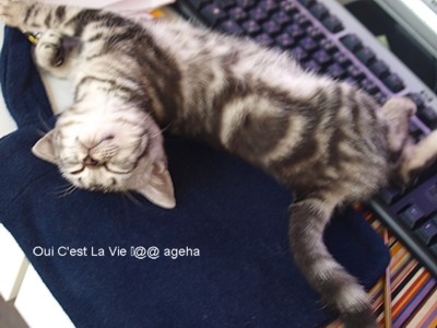 猫はキーボードを枕どころか足蹴にする。