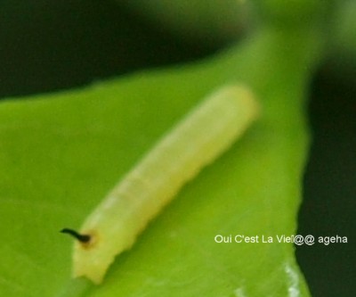 オオスカシバ初齢幼虫。尾角がかわいい。