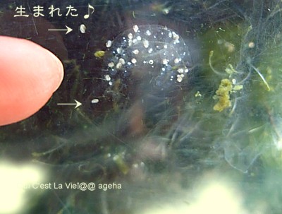 タニシ改めサカマキガイかモノアラガイの卵孵化。