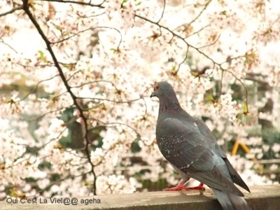 桜　2009　鳩