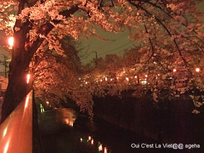 桜　2009　夜の部