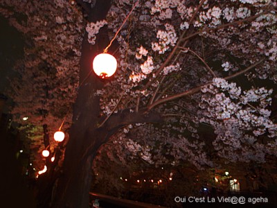 桜　2009　夜の部　フラッシュ