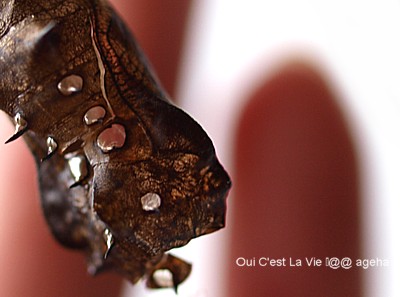 ツマグロヒョウモン蛹の抜け殻。透明になるトゲ。