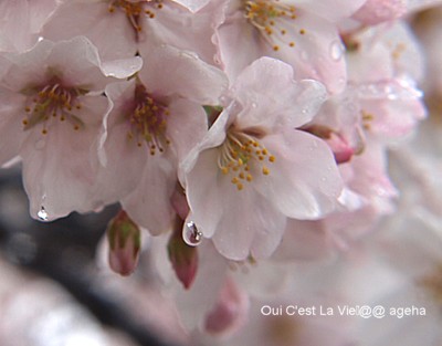 2010.04.07wed雨桜水滴を纏う。