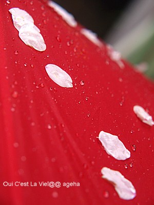 2010.04.07wed雨桜傘につく花弁。