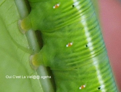 オオスカシバは第三の目を持つまるで創造と破壊の神。