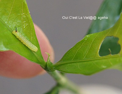 オオスカシバ。クチナシの新芽に初齢幼虫。わずか6mm。8月末