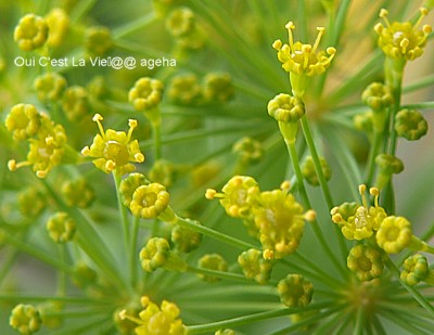 フェンネル改めディルの花。