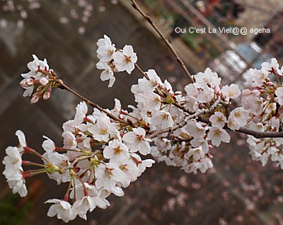 2010.3.31桜。五分咲き。