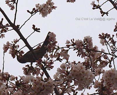 2010.3.31桜。例の鳥。