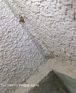 アゲハ飼育。越冬蛹探し室外機裏の壁。