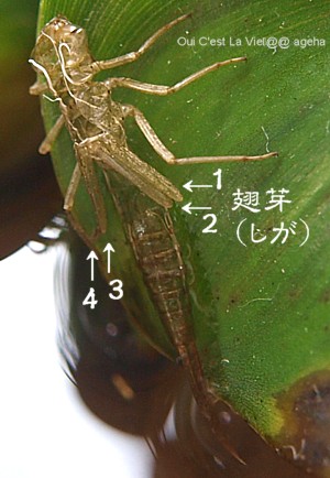 イトトンボ羽化。翅芽の分かる抜け殻。