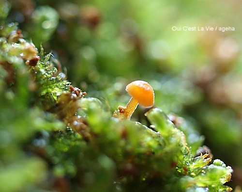 紅実サンザシ盆栽。苔玉からキノコ出現。