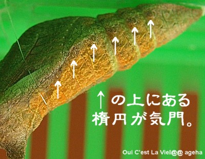 アゲハ飼育。越冬蛹と蛹の気門（呼吸孔）