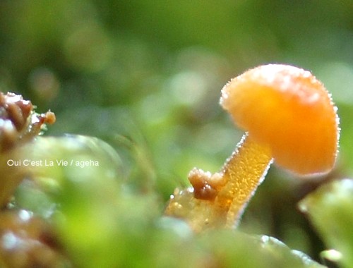 紅実サンザシ盆栽。苔玉からキラキラキノコ。