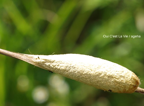 蛾の繭。ススキに蛹化約6cm。