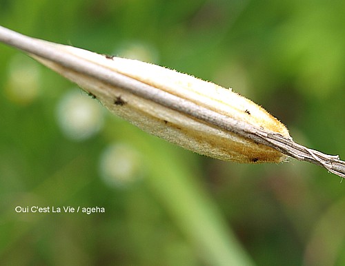 蛾の繭。ススキに蛹化約6cmなめらかシルク系。